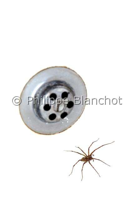 Agelenidae_5010.JPG - France, Pyrénées-Atlantiques (64), Araneae, Tégénaire pyrénéenne (Tegenaria inermis) tombée et piégée dans un lavabo, House spider